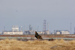 Турухтан на фоне производственных объектов "Газпром добыча Ямбург"