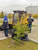 Работники зеленого хозяйства привезли деревья