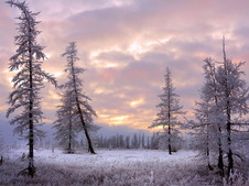 "Зимний монохром"
Природно-климатические условия Ямбурга формируются под воздействием Северного Ледовитого океана и вечной мерзлоты. Среднегодовая температура воздуха здесь составляет минус 9,1°С (за период наблюдений 1986-2014 гг.). Наиболее холодные месяцы года — январь, февраль (минус 27-32°С). Наиболее теплый месяц — июль (плюс 12-14°С). Продолжительность холодного периода года — около 250 суток. Устойчивый снежный покров образуется в октябре. Его сход происходит в июне.