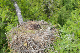 Гнездо орлана-белохвоста