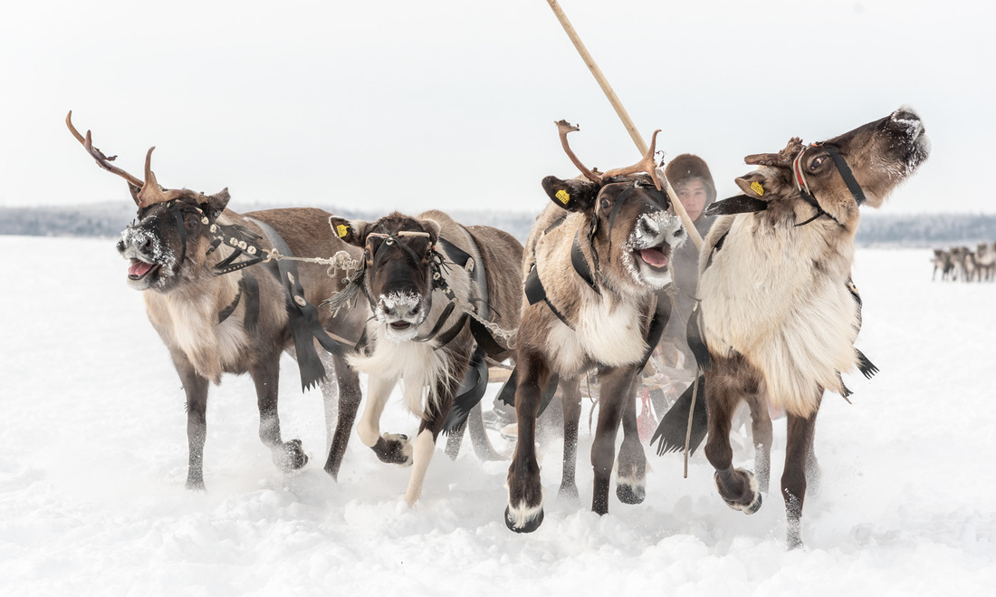Самая популярная забава жителей тундры — катание на оленьих упряжках