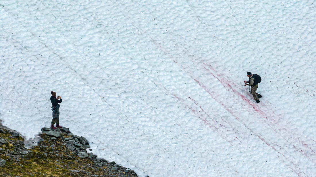 Хребет Полярного Урала вокруг озера Хадатоеганлор покрыт Хламидомонадой снежной — это разновидность водорослей, которые делают снег розовым и дают арбузный запах