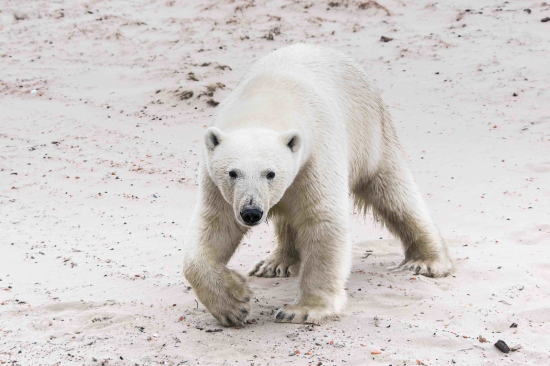 Белый медведь занесен в Красную книгу. Фото из книги