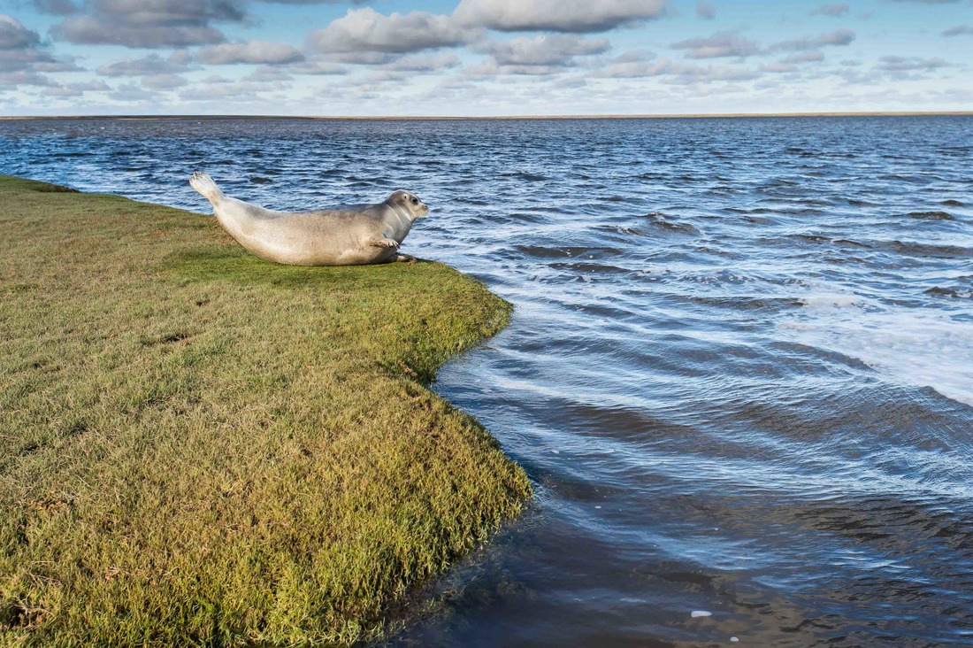 Лахтак — самый крупный вид северных тюленей. Фото из книги